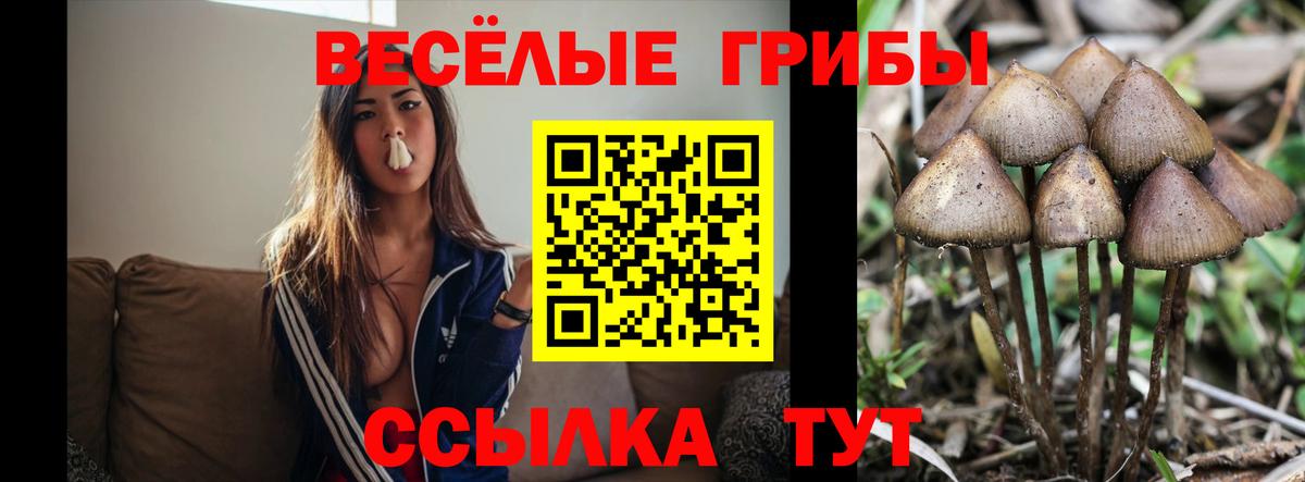 Псилоцибиновые грибы Psilocybe  где продают наркотики  Дмитров  Вход с VPN 